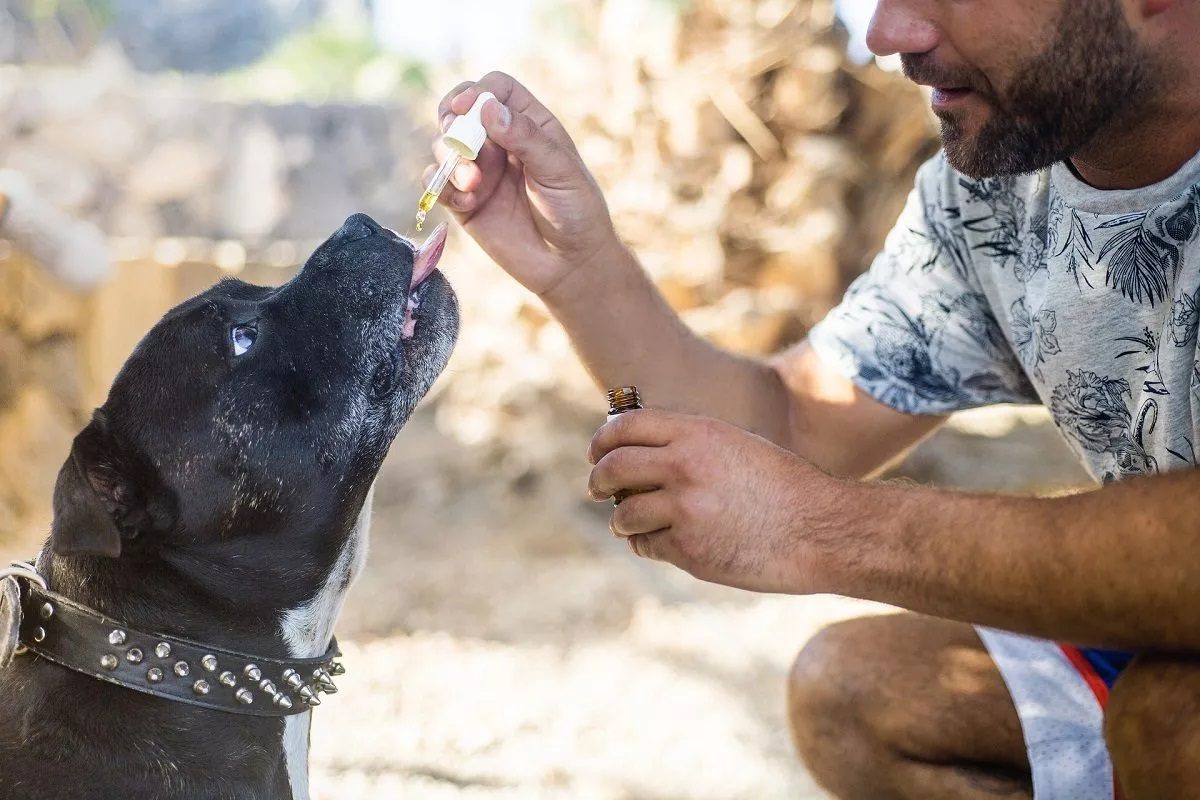 Comment et pourquoi utiliser du CBD pour le bien-être de votre chien