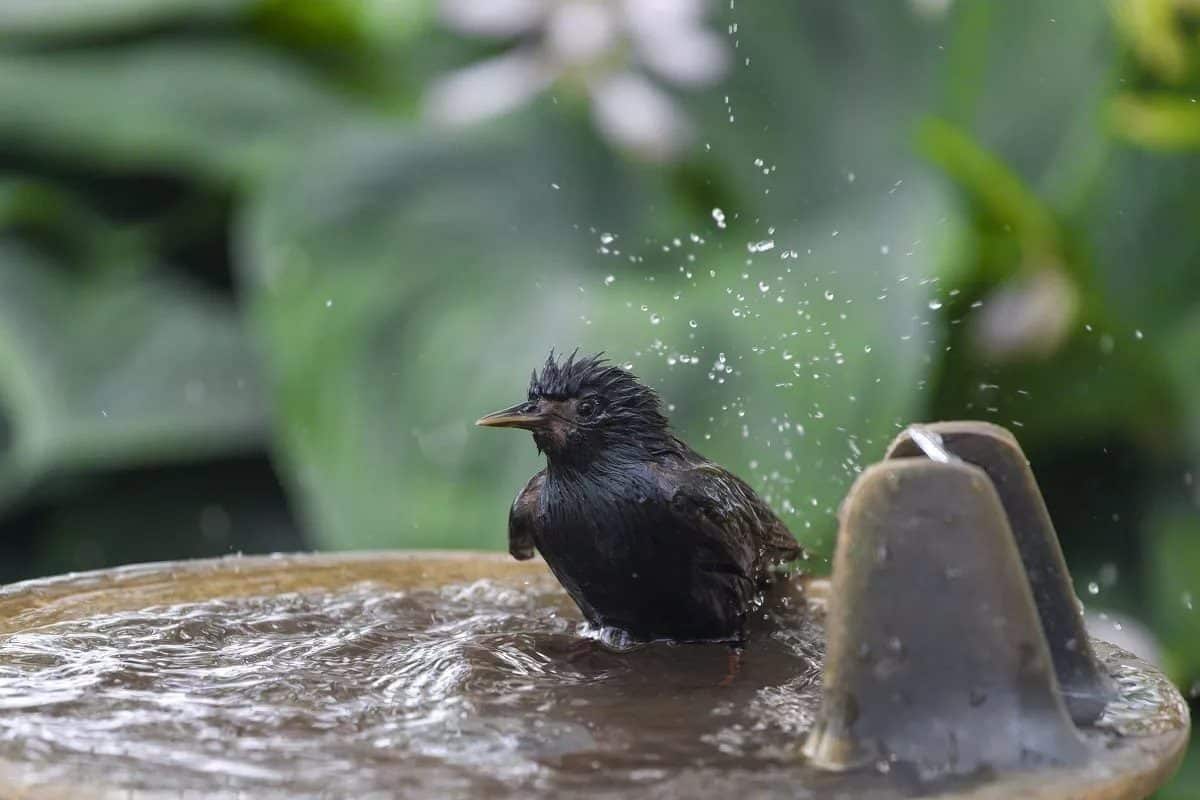 Comment aider les animaux sauvages en cas de canicule