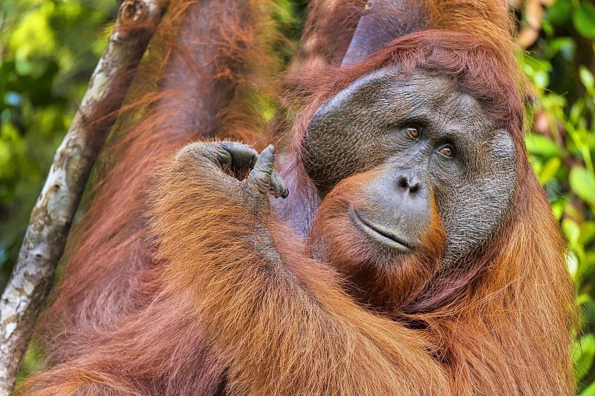 Pourquoi l'orang-outan est en voie de disparition