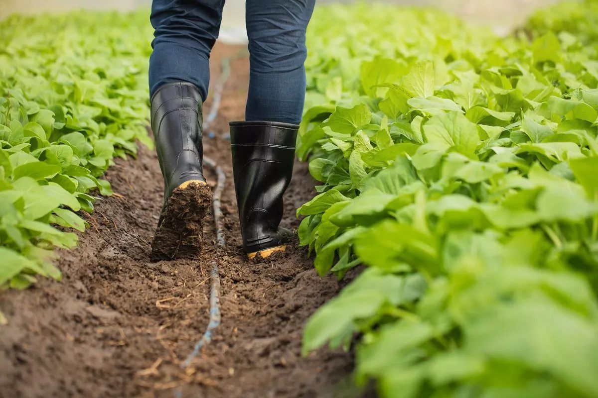 Qu'est-ce que l'agriculture biologique