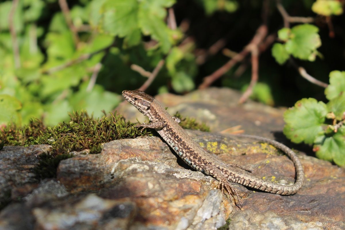 lézard ami du jardin