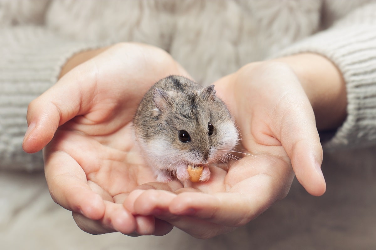 pourquoi choisir hamster comme animal de compagnie