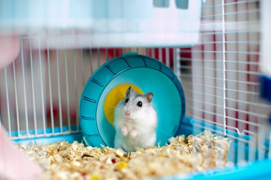 hamster dans sa cage