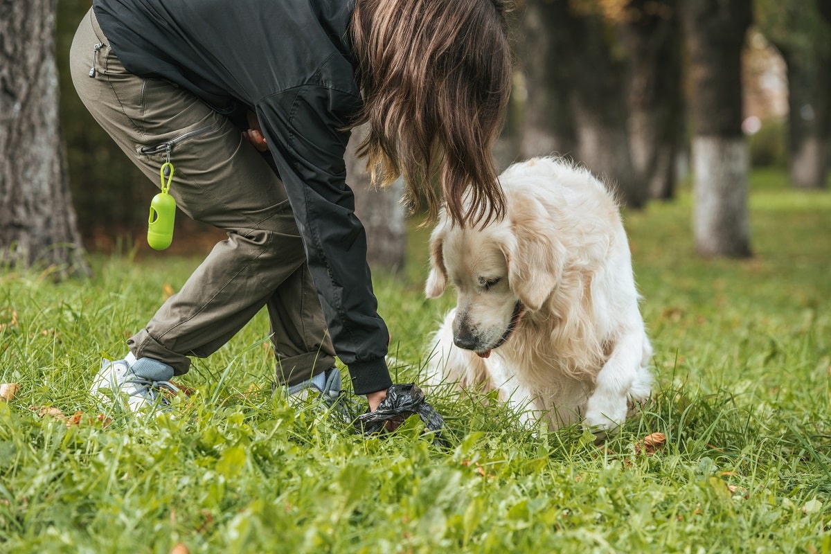 pourquoi chien mange caca