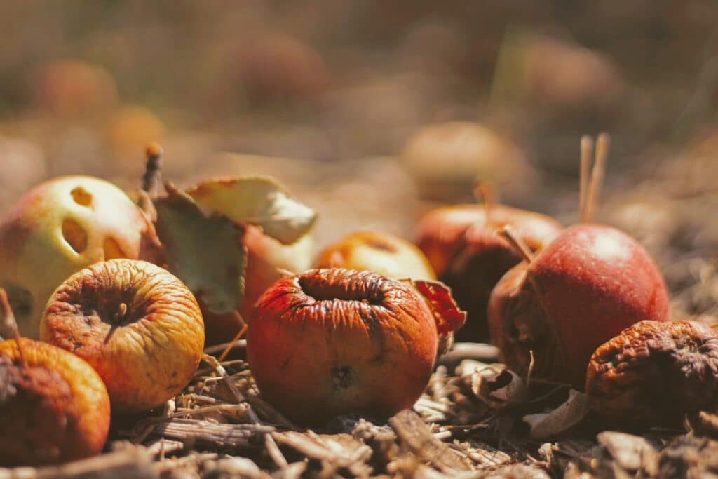 pommes pourries pour compost