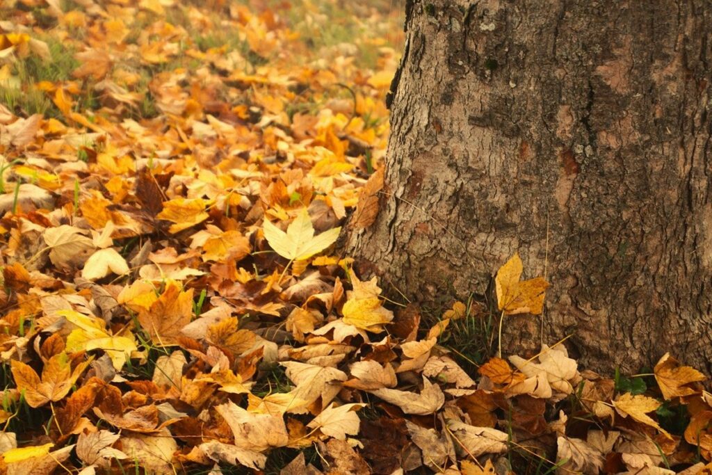 feuilles mortes sur le sol