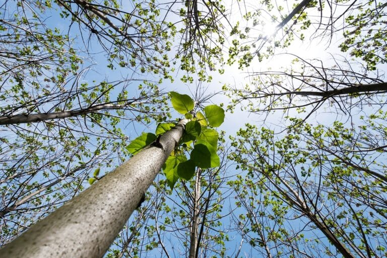 arbre paulownia