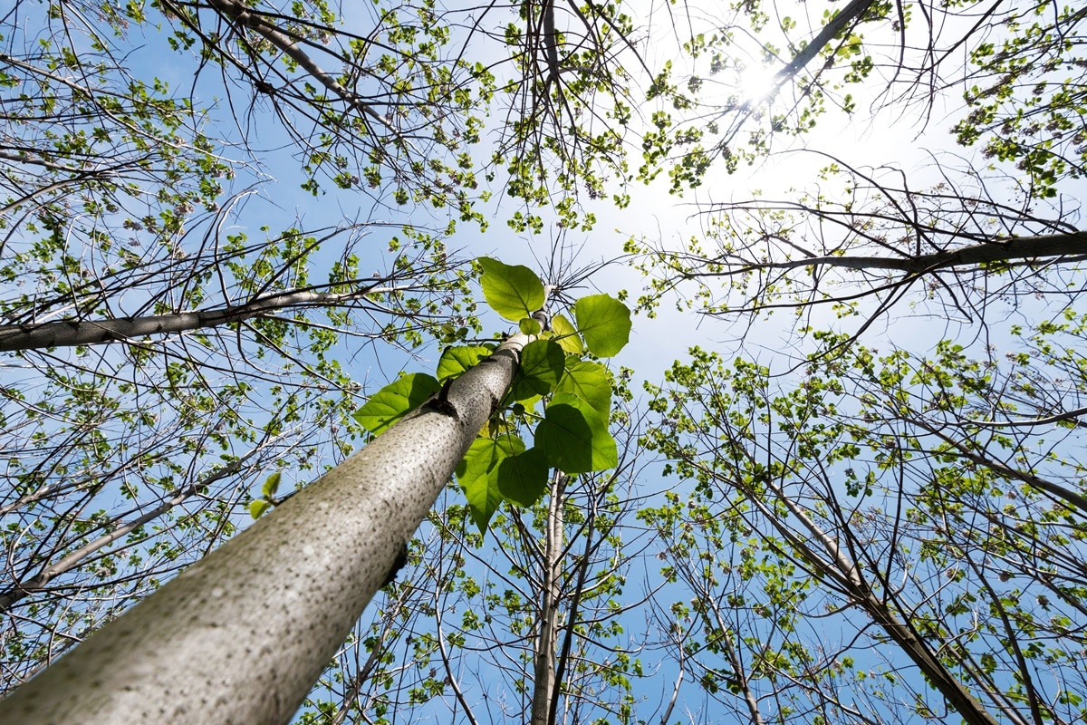 Exploitant arbre paulownia