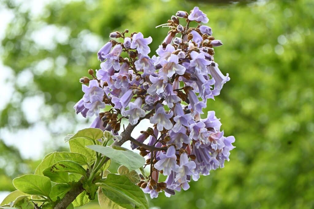 Fleurs de paulownia