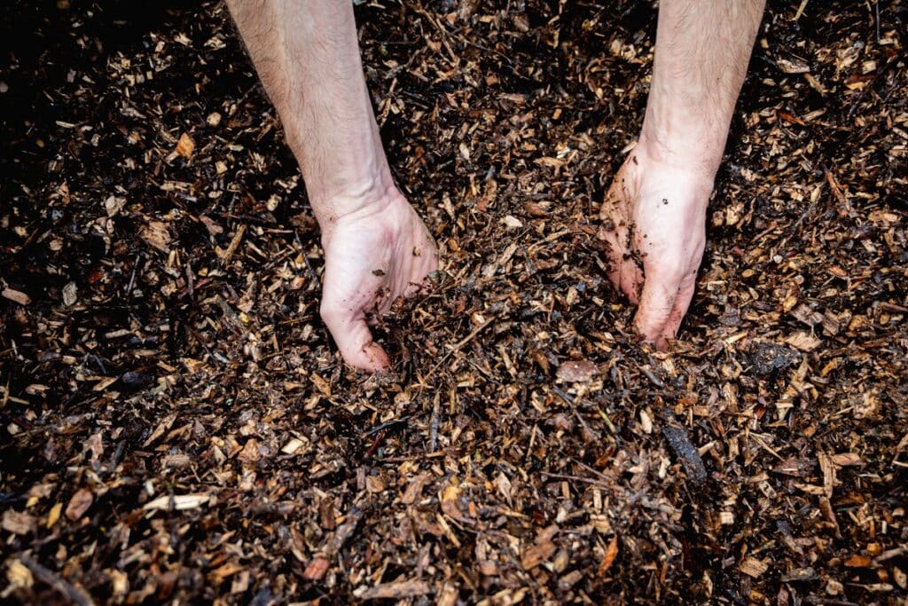 compost aiguilles de pin