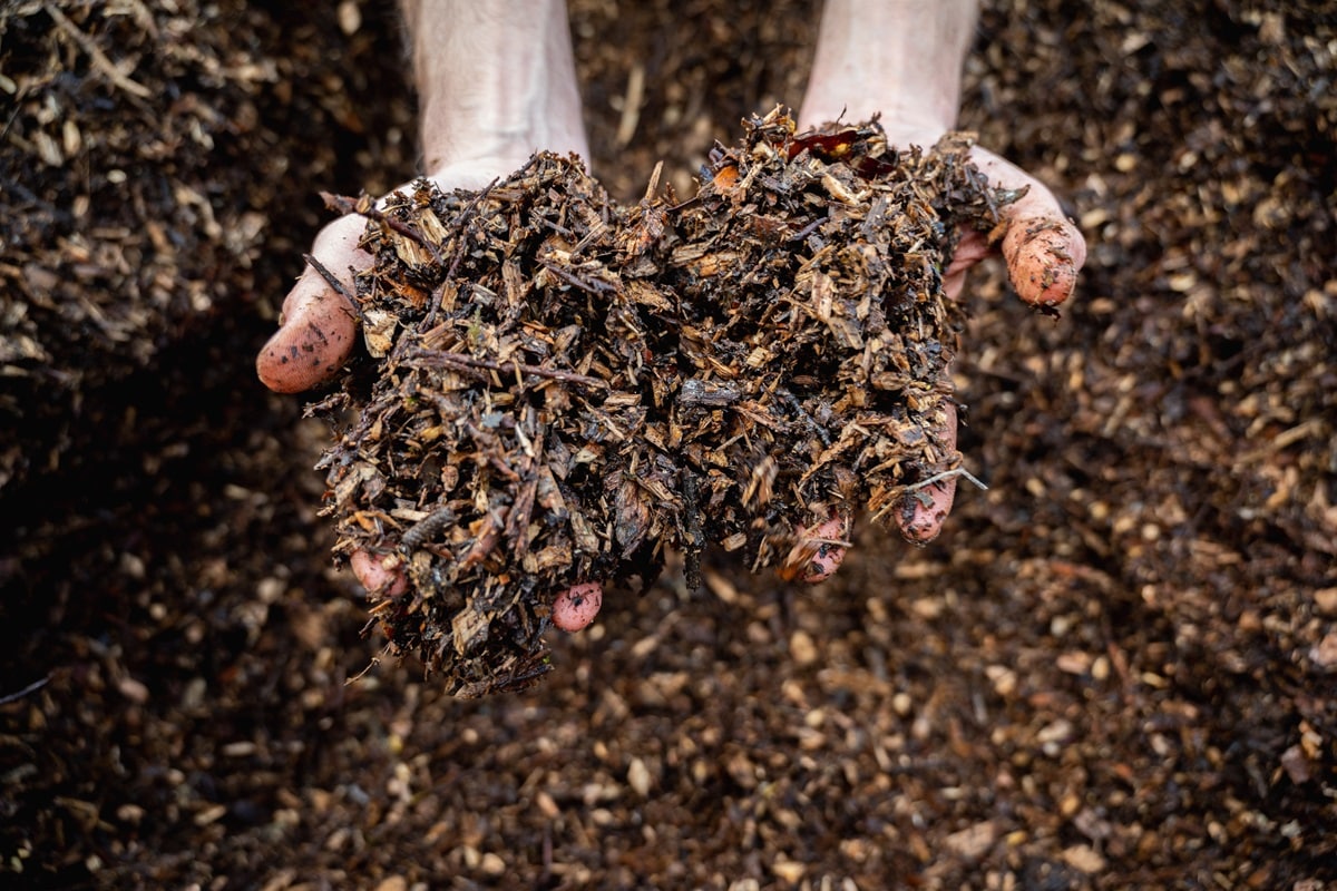 compost aiguilles de pin