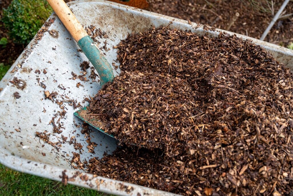 compost avec des aiguilles depin