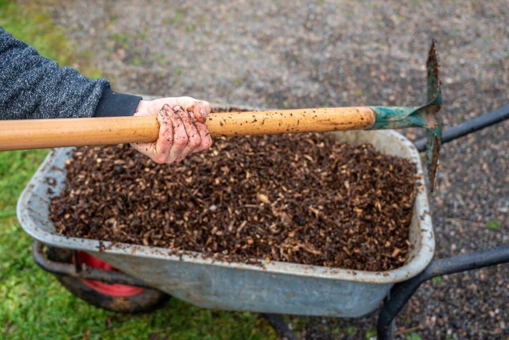 compost avec des aiguilles depin