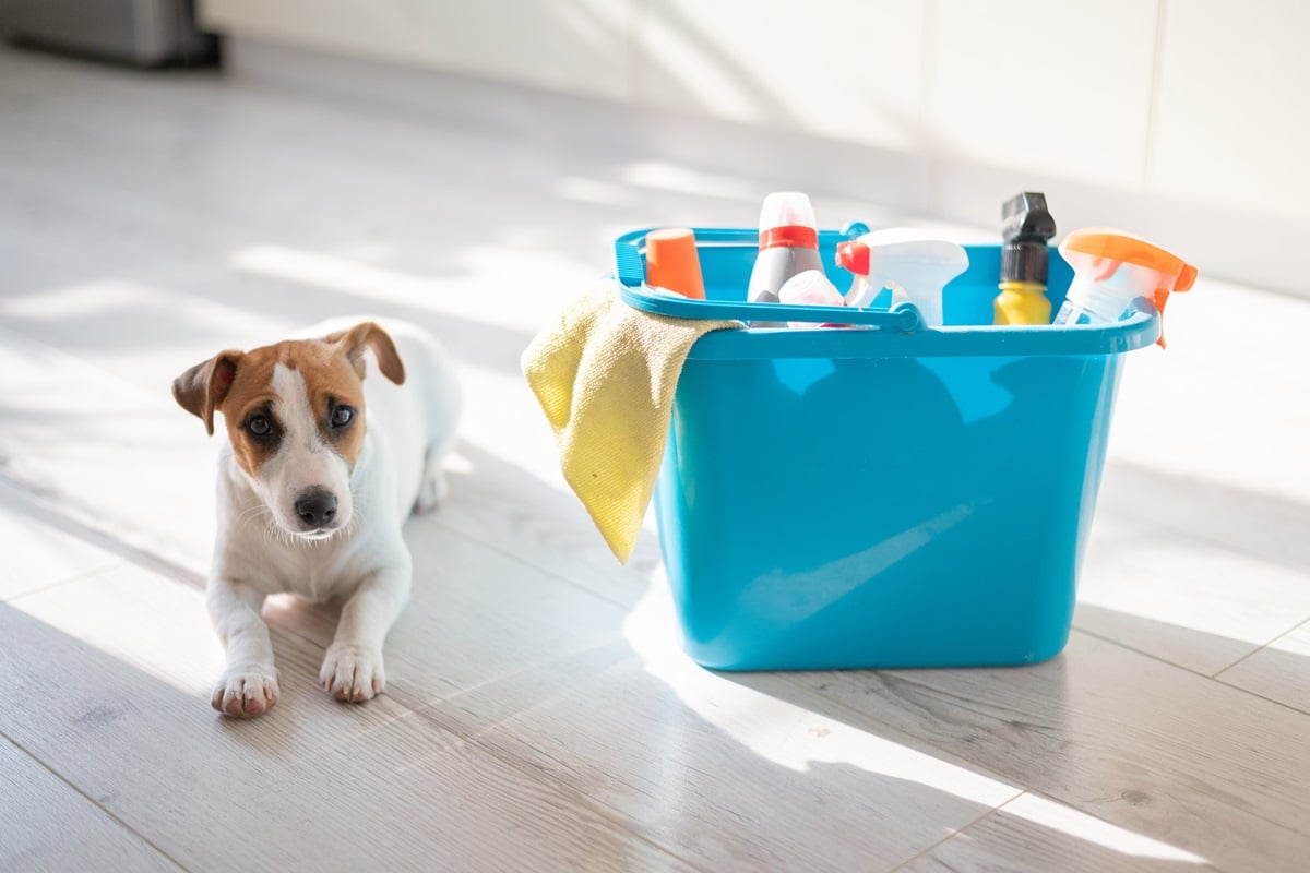 protéger votre animal de compagnie des produits chimiques