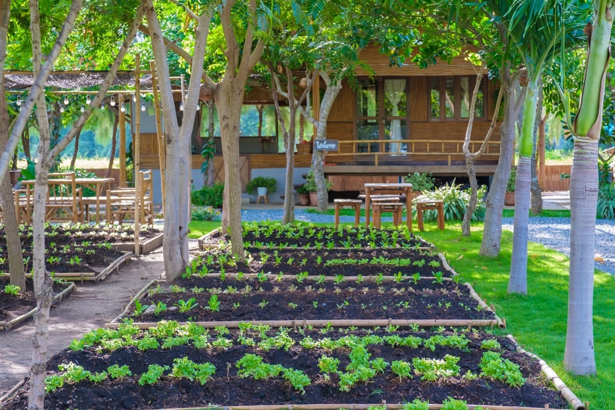 Comment créer un potager écologique