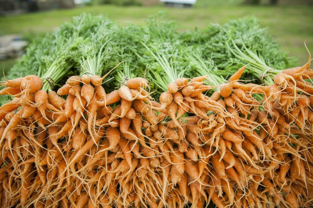 tas de carottes