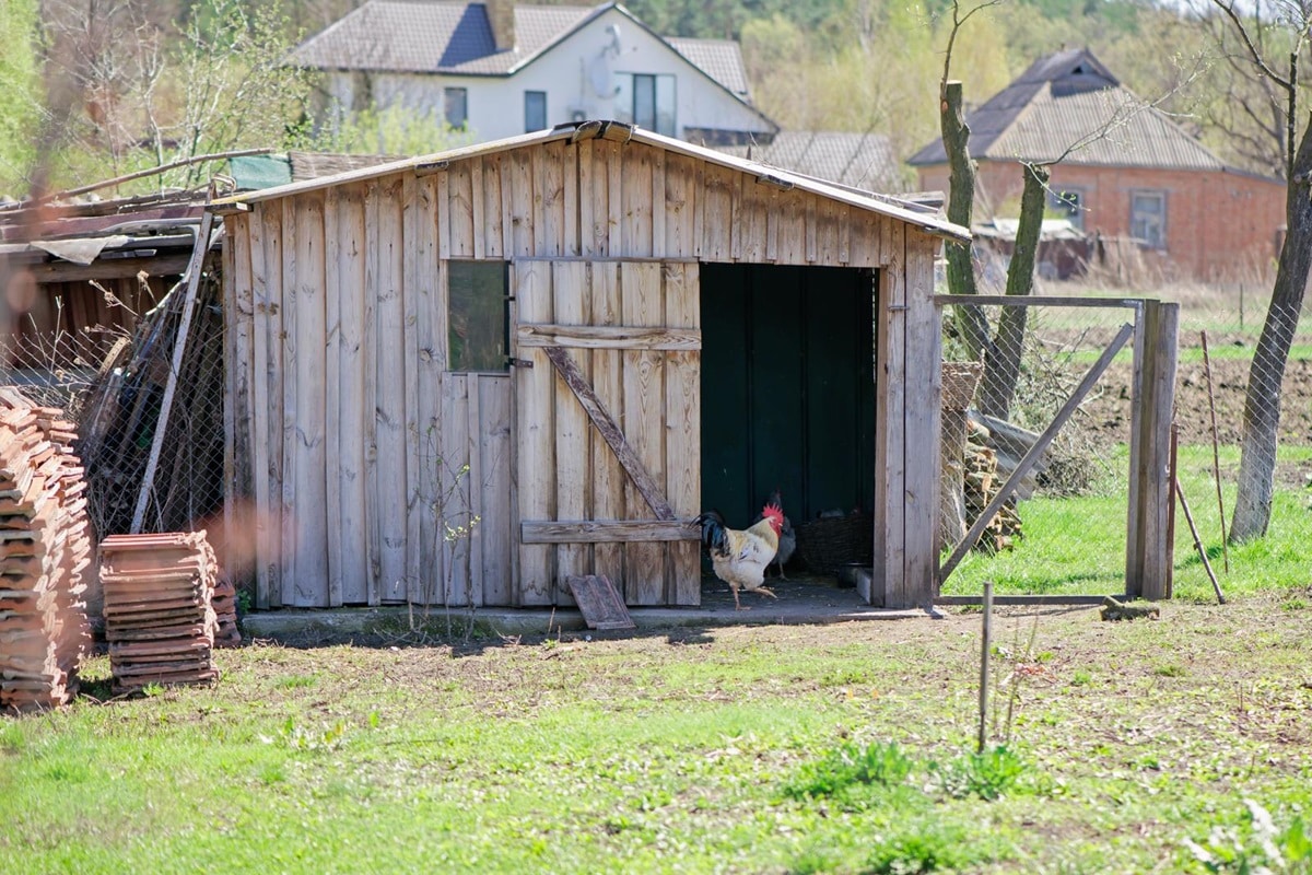Comment se lancer dans l'élevage de poules