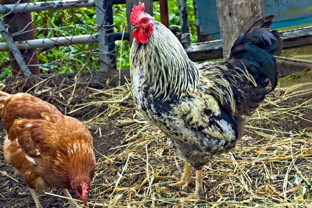 poules