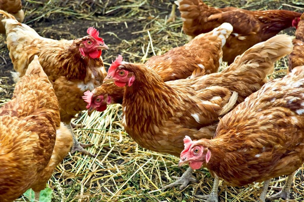 conseils élevage de poules