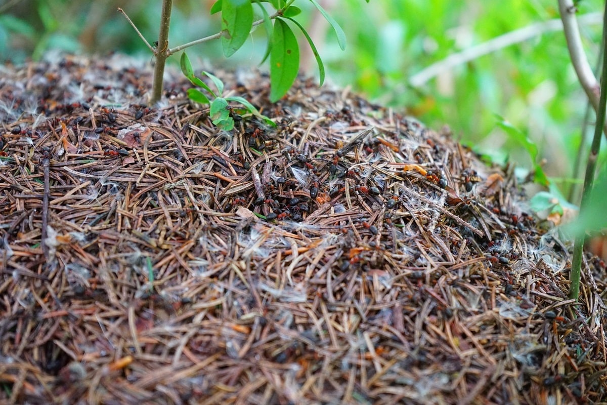 Les fourmis et la biodiversité