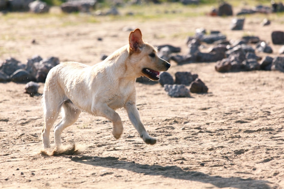 chien heureux