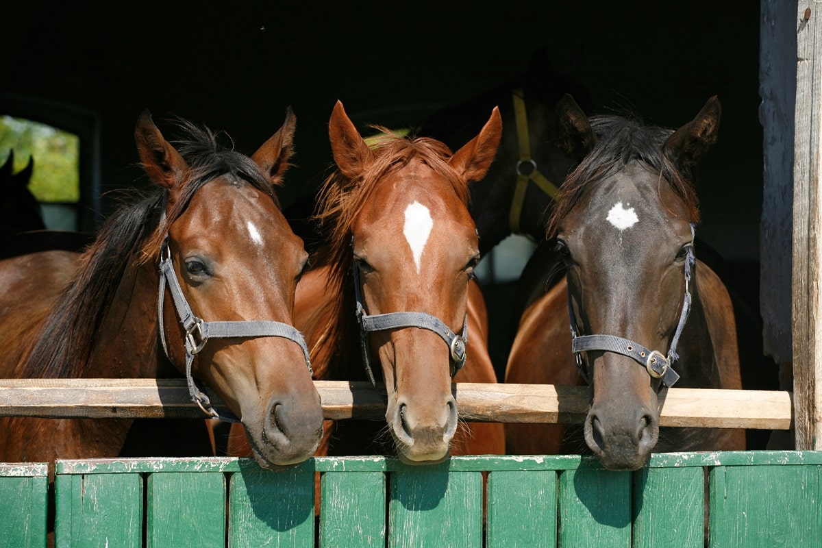 races de chevaux