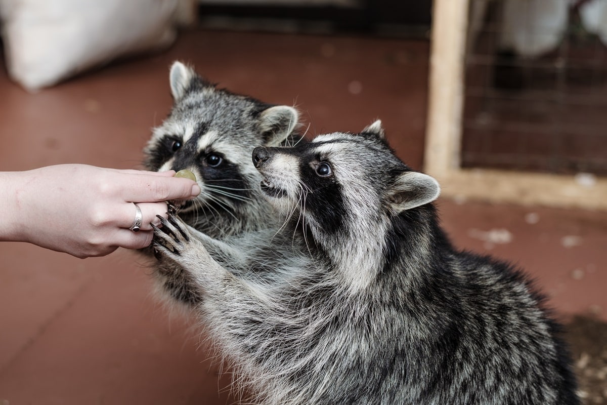 soigneur animalier