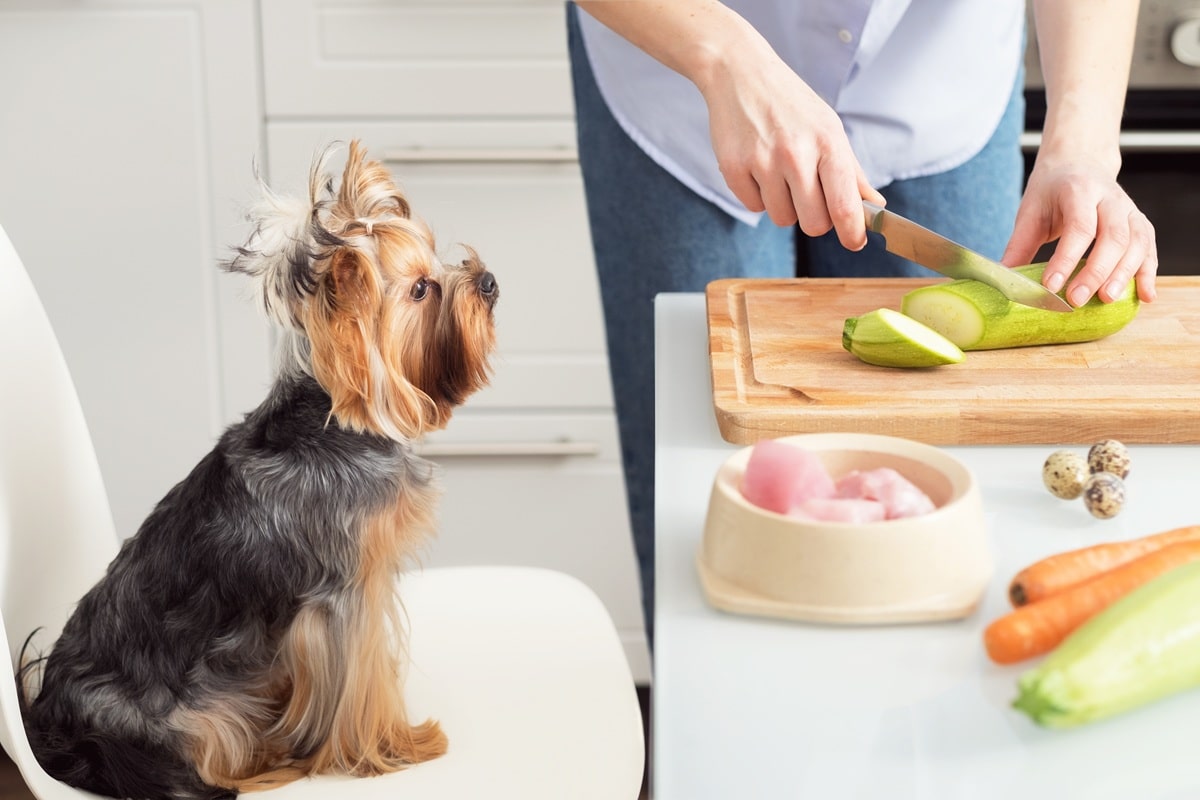 meilleurs aliments pour chiens à préparer à la maison