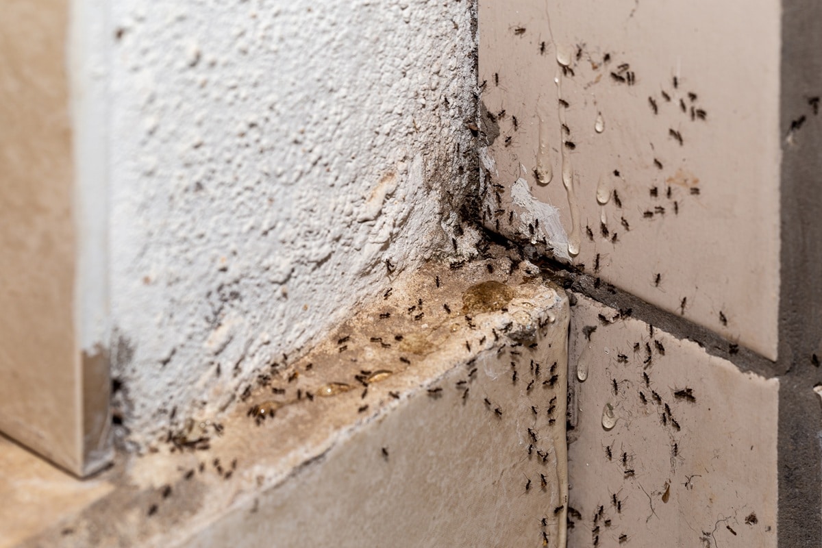 Comment éviter les invasions d’insectes dans une pièce chaude et humide