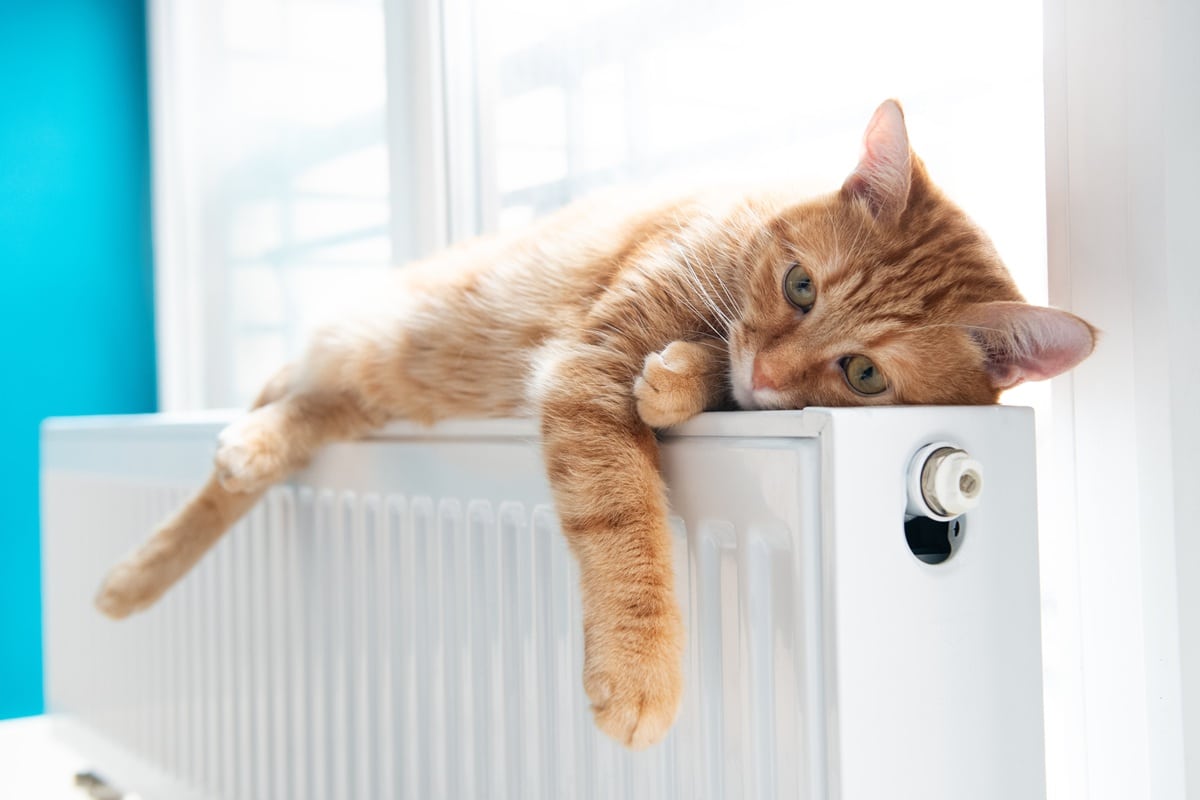 un chat allongé sur un radiateur