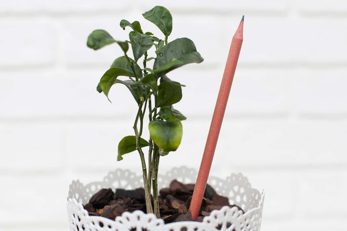 crayon à planter