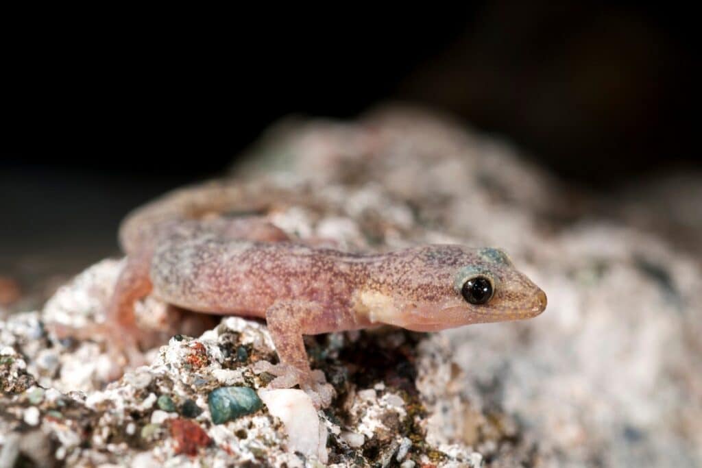 Phyllodactyle d’Europe