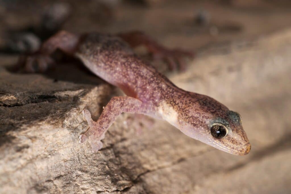 Phyllodactyle d’Europe gecko