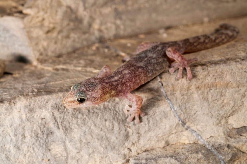 Phyllodactyle d’Europe