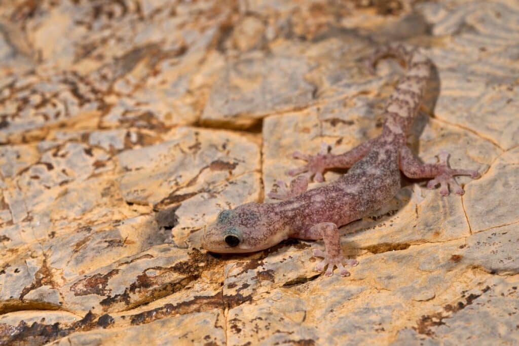 Phyllodactyle d’Europe sur les rochers