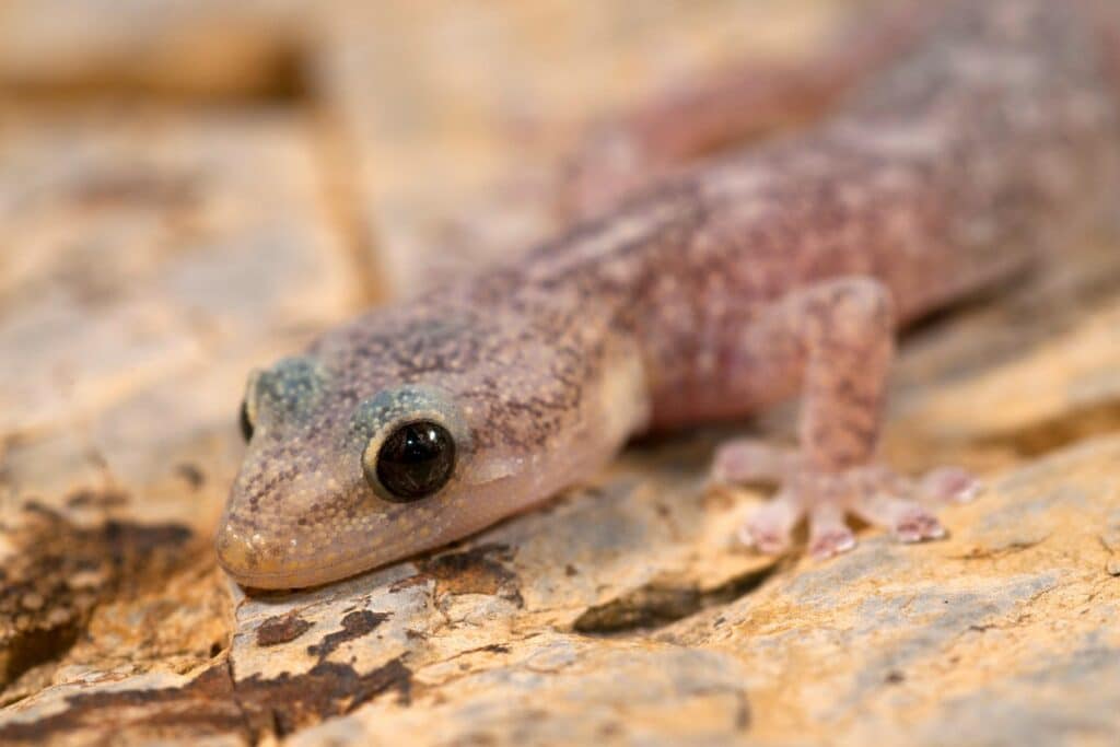 tête de Phyllodactyle d’Europe : un petit gecko méconnu du littoral méditerranéen