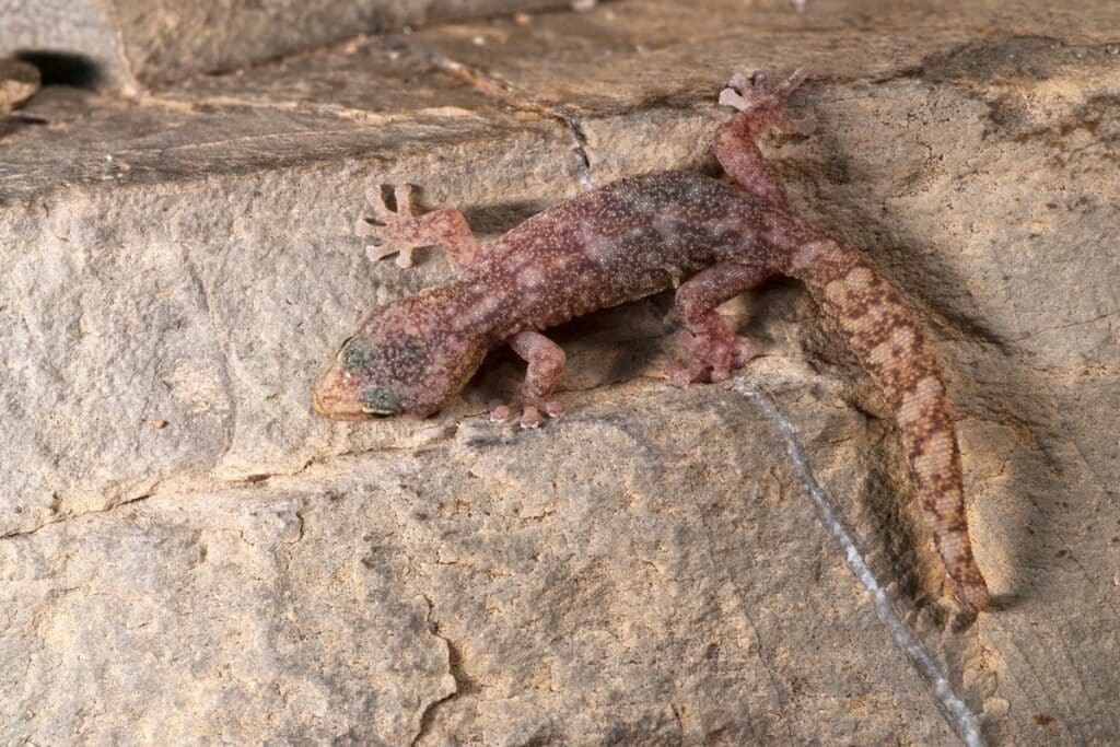 Phyllodactyle d’Europe sur un rocher