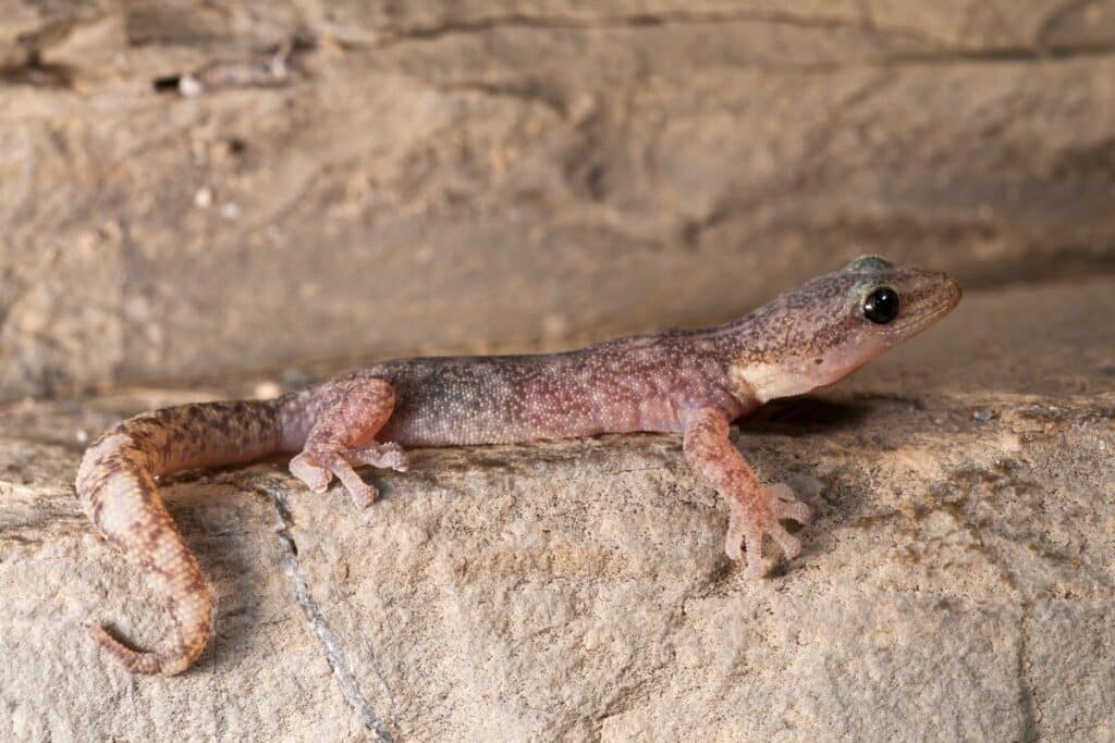 Phyllodactyle d’Europe