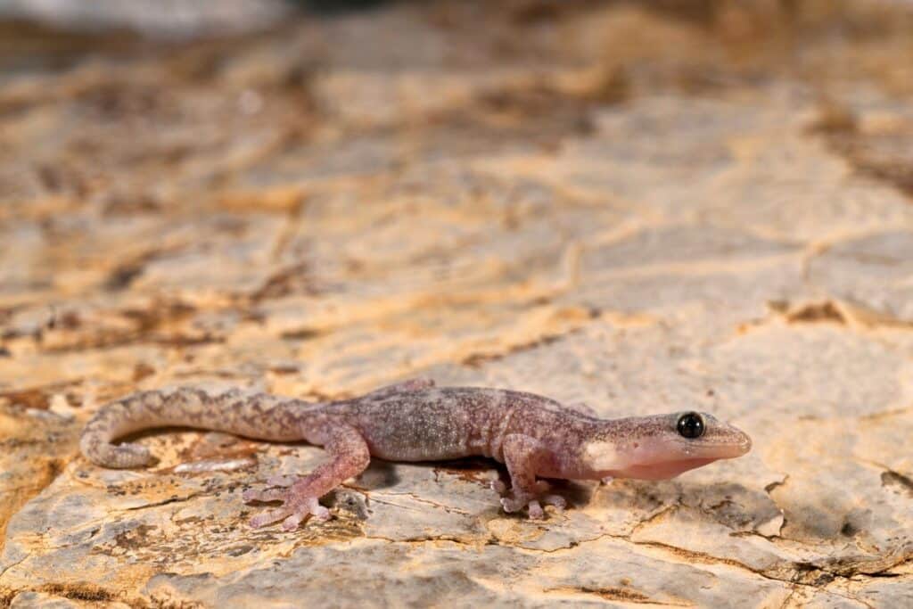 gecko Phyllodactyle d’Europe