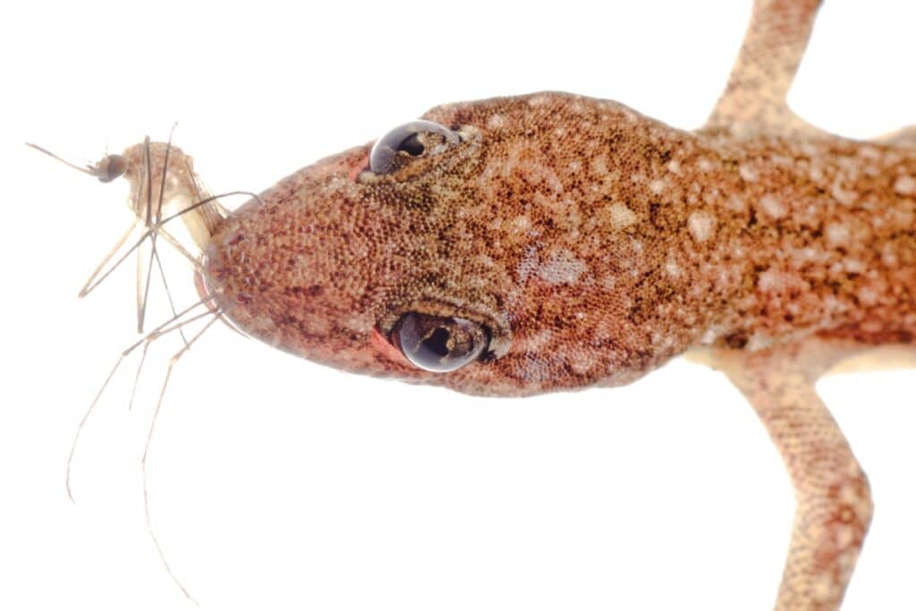 gecko mangeant un moustique