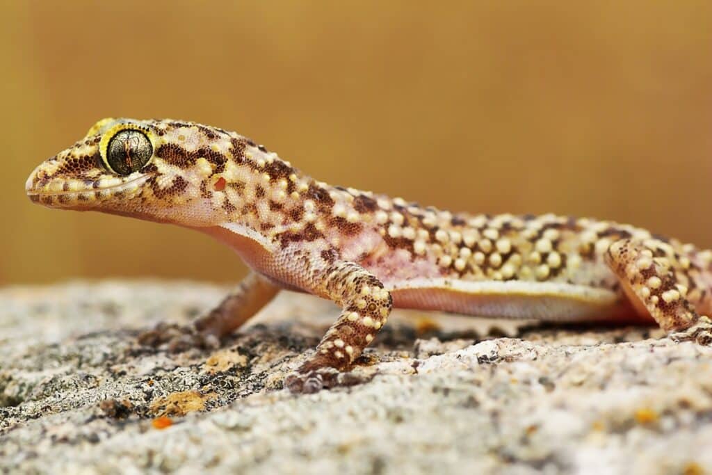 Hémidactyle verruqueux