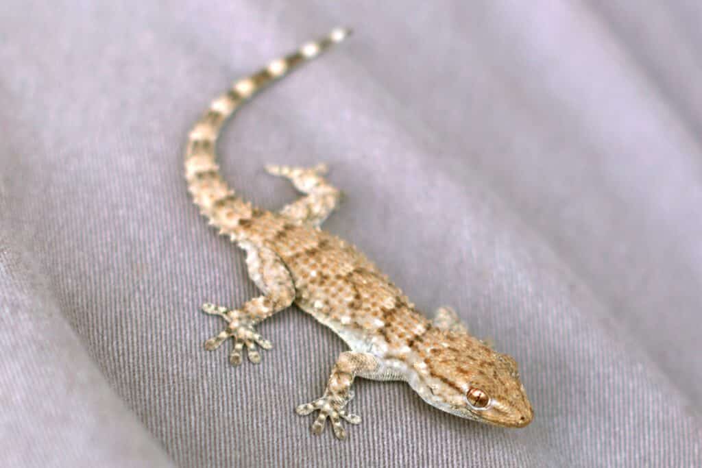 Tarente de Maurétanie